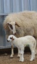 Newborn sheep with its mother in a farm near Athienou town in Cyprus Island