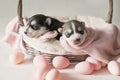 Newborn Siberian Husky puppy age of 1 days. Husky Dog Breeding. Concept of veterinary medicine, zoo clinic, veterinary clinic. Dog Royalty Free Stock Photo