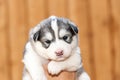 Newborn Siberian Husky