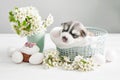 Newborn Siberian Husky puppy. Husky Dog Breeding. Easter dog with flowering pear branches and eggs.Easter Greeting Card Template Royalty Free Stock Photo