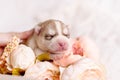 Newborn siberian husky puppy