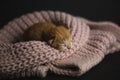 Newborn sleeping ginger kitten.