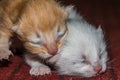 newborn sleepy kittens