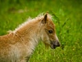 A newborn small chestnut foal of a shetland pony is tasting a little bit of grass, a cute and georgous portrait Royalty Free Stock Photo