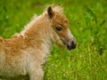 A newborn small chestnut foal of a shetland pony is tasting a little bit of grass, a cute and georgous portrait Royalty Free Stock Photo