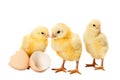 Newborn small chicken on white Royalty Free Stock Photo