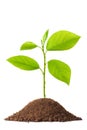 Newborn small green plant Royalty Free Stock Photo