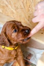 Newborn small puppy of irish setter