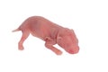 Newborn small Roborovski hamster baby,
