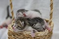 Newborn small Scottish Fold kittens in an old basket. Little straight striped cute baby kitten grey color Royalty Free Stock Photo