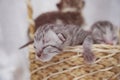 Newborn small Scottish Fold kittens in an old basket. Little straight striped cute baby kitten grey color Royalty Free Stock Photo