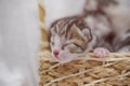 Newborn small Scottish Fold kittens in an old basket. Little straight striped cute baby kitten grey color Royalty Free Stock Photo