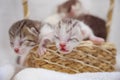 Newborn small Scottish Fold kittens in an old basket. Little straight striped cute baby kitten grey color Royalty Free Stock Photo