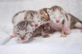 Newborn small Scottish Fold kittens in white blanket. Little straight striped cute baby kitten grey color Royalty Free Stock Photo