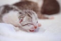 Newborn small Scottish Fold kittens in white blanket. Little straight striped cute baby kitten grey color Royalty Free Stock Photo