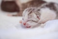 Newborn small Scottish Fold kittens in white blanket. Little straight striped cute baby kitten grey color Royalty Free Stock Photo
