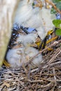 Newborn Snowy Egret Chicks Dazed And Crying