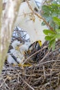 Newborn Snowy Egrets Eating A Fish From Their Mother