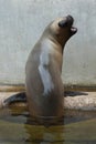 Newborn South American sea lion Otaria flavescens