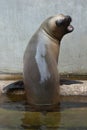 Newborn South American sea lion Otaria flavescens