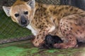 Newborn spotted hyena baby in a zoo house and mother Royalty Free Stock Photo