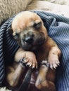 Newborn Staffy Puppy Royalty Free Stock Photo