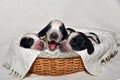 English Cocker Spaniel Puppies in a Basket Royalty Free Stock Photo