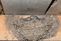 Newborn swallows close-up in the nest inside the barn Royalty Free Stock Photo