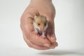 A man is holding a red hamster in his hand. A baby rodent. Taking care of a pet.