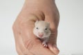 A newborn Syrian hamster in a man& x27;s hand. The muzzle is a small mouse.