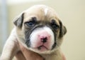 Newborn puppy Boxer mix dog Royalty Free Stock Photo