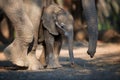 Newborn, tiny elephant close to huge legs and trunk of its mother. Animals scene, newborn elephant under protection of mother.