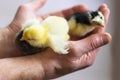 Newborn tiny fluffy yellow and black chickens