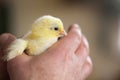 Newborn tiny fluffy yellow chicken