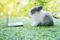 Newborn tiny grey white bunny with small laptop sitting on the green grass. Lovely baby rabbit looking at notebook on lawn natural