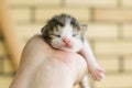 Newborn tricolor kitten