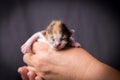 Newborn tricolor kitten in woman hands