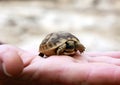 Newborn turtle