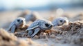 newborn turtles crawl along the sandy beach to the water. Concept: protection of animals and the planet