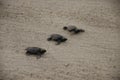 Newborn turtles, Kolthare, Near Dapoli, Konkan, Maharashtra, India