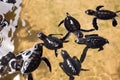 Newborn turtles in water, seaturtles Sri Lanka