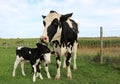 Holstein cow with her twin calves Royalty Free Stock Photo