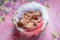 Newborn twins sleep in a basket on a pink bright background, Yin Yang, the sleep of newborn babies Royalty Free Stock Photo