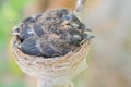 Newborn baby birds in nest on a tree Royalty Free Stock Photo