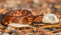 Newborn Viper Snake with Hatched Egg in Forest Royalty Free Stock Photo