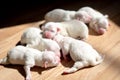 Newborn white adorable puppies sleeping in beams of sunlight  shining through the window Royalty Free Stock Photo