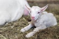 Newborn white baby goat lying on the straw