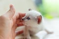 Newborn white cat.