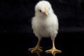 A newborn white Chick `free-range chicken` Gallus domesticus. isolated on black