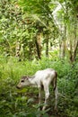 newborn white cow calf in a green meadow Royalty Free Stock Photo